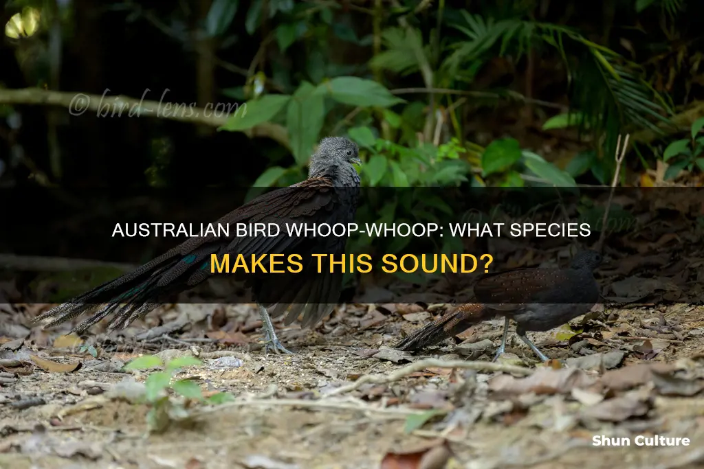 what australian bird makes a whoop whoop sound