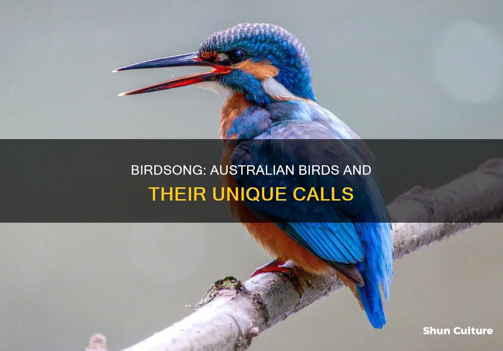 what australian bird makes this sound