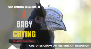 Australian Bird Mimics Baby's Cry: What's the Mystery?