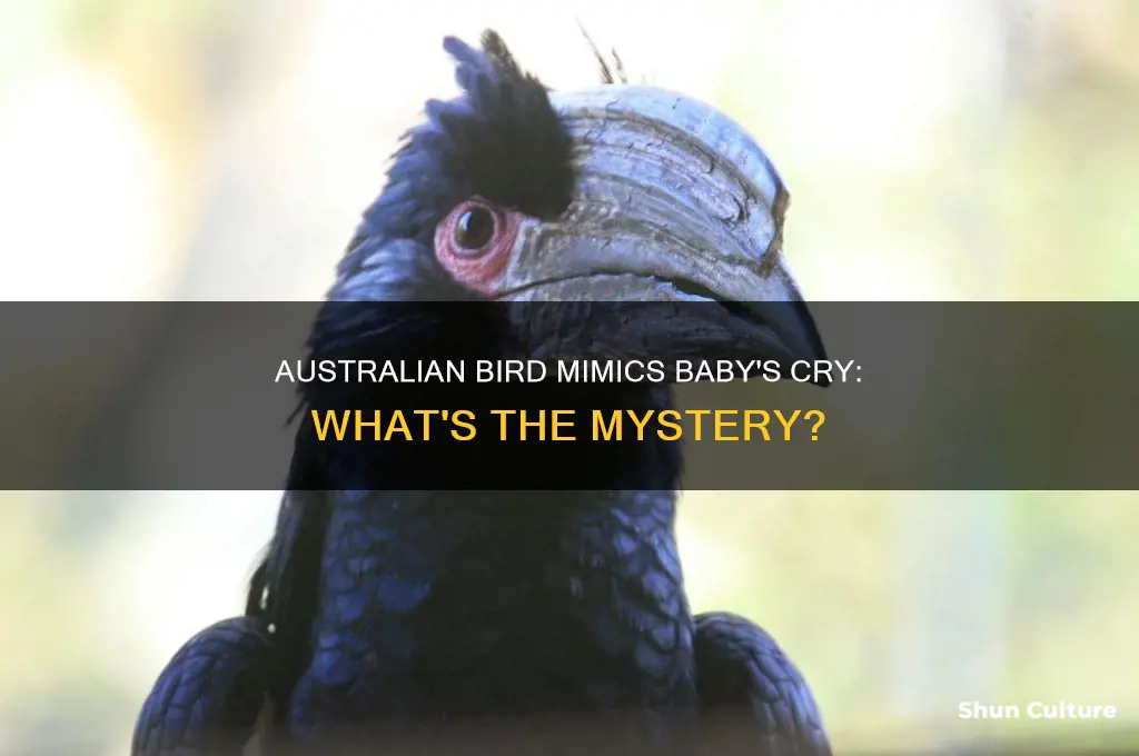 what australian bird sounds like a baby crying