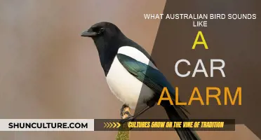 Alarming Aussie Birds: Car Alarm Impersonators