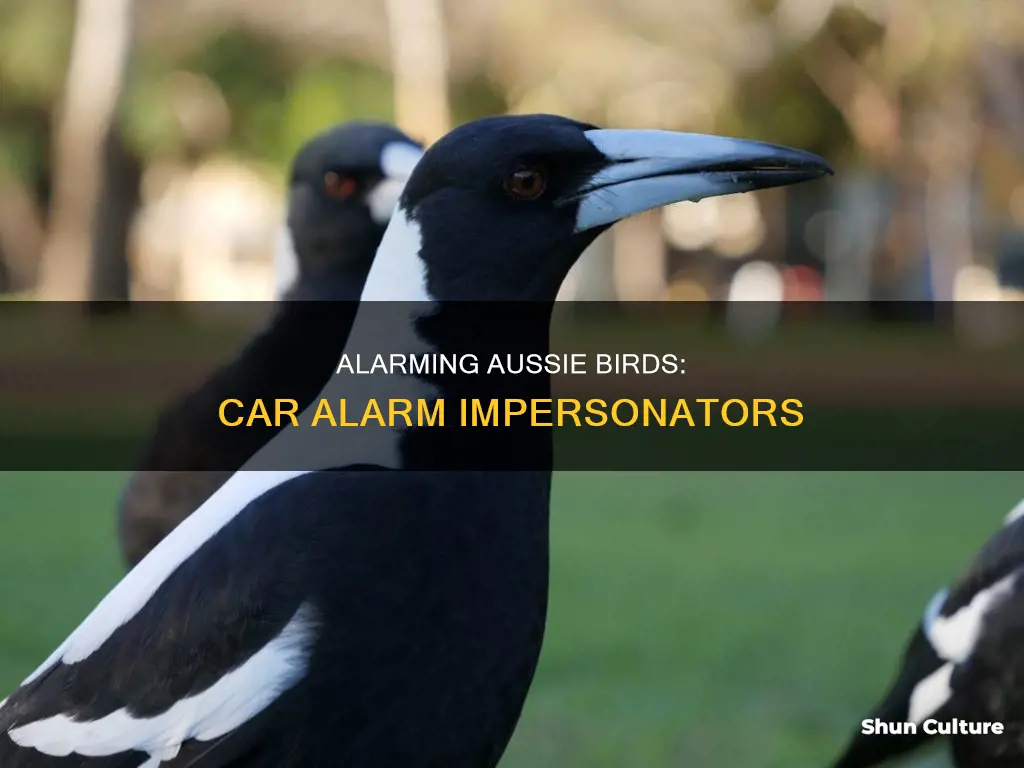 what australian bird sounds like a car alarm
