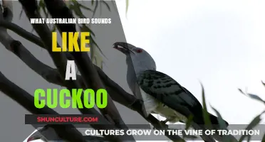 Discover the Australian Bird Mimicking the Cuckoo