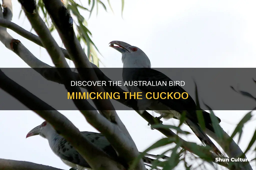 what australian bird sounds like a cuckoo
