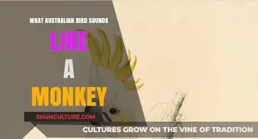 Discover the Australian Bird That Sounds Like a Monkey