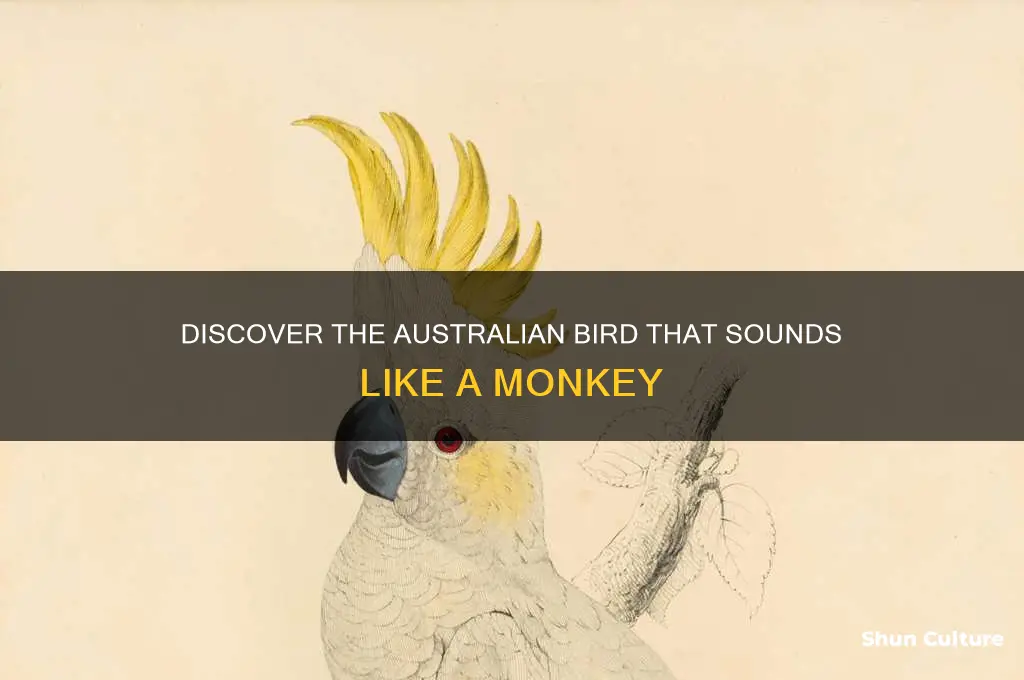 what australian bird sounds like a monkey