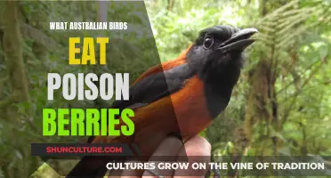 Poison Berries: A Feast for Australian Birds