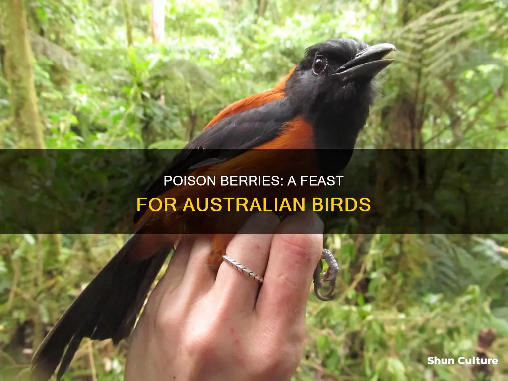 what australian birds eat poison berries