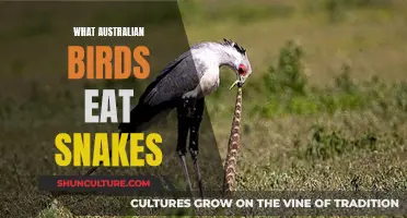 Australian Birds' Appetite for Snakes: Unveiling Nature's Secrets