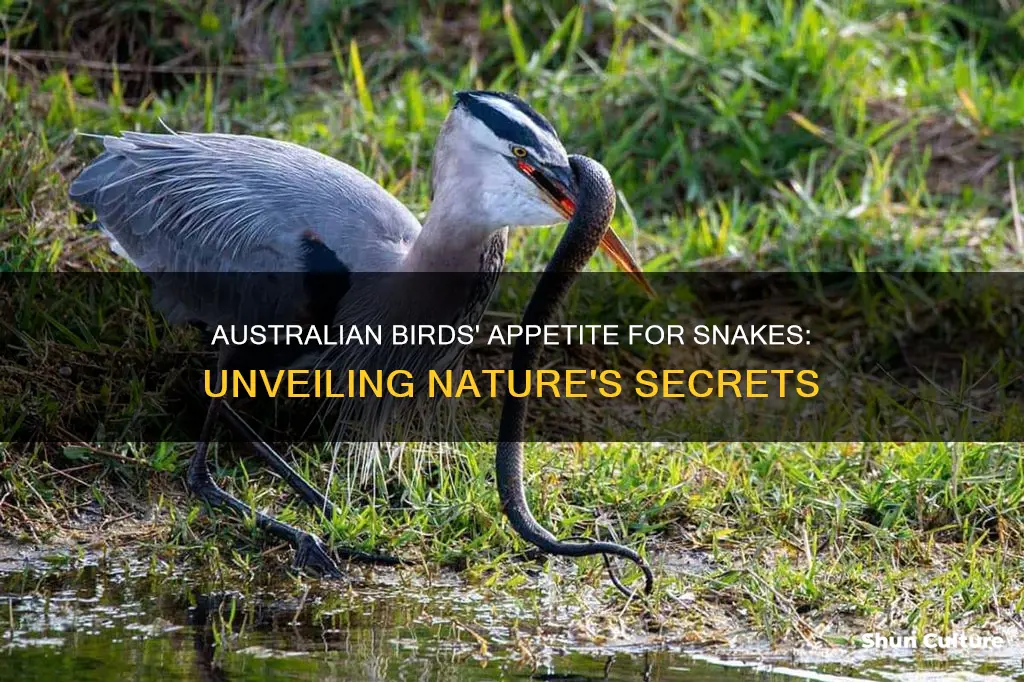 what australian birds eat snakes