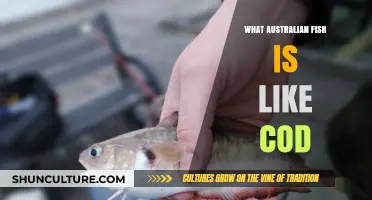 Australian Cod-like Fish: A Tasty Treat