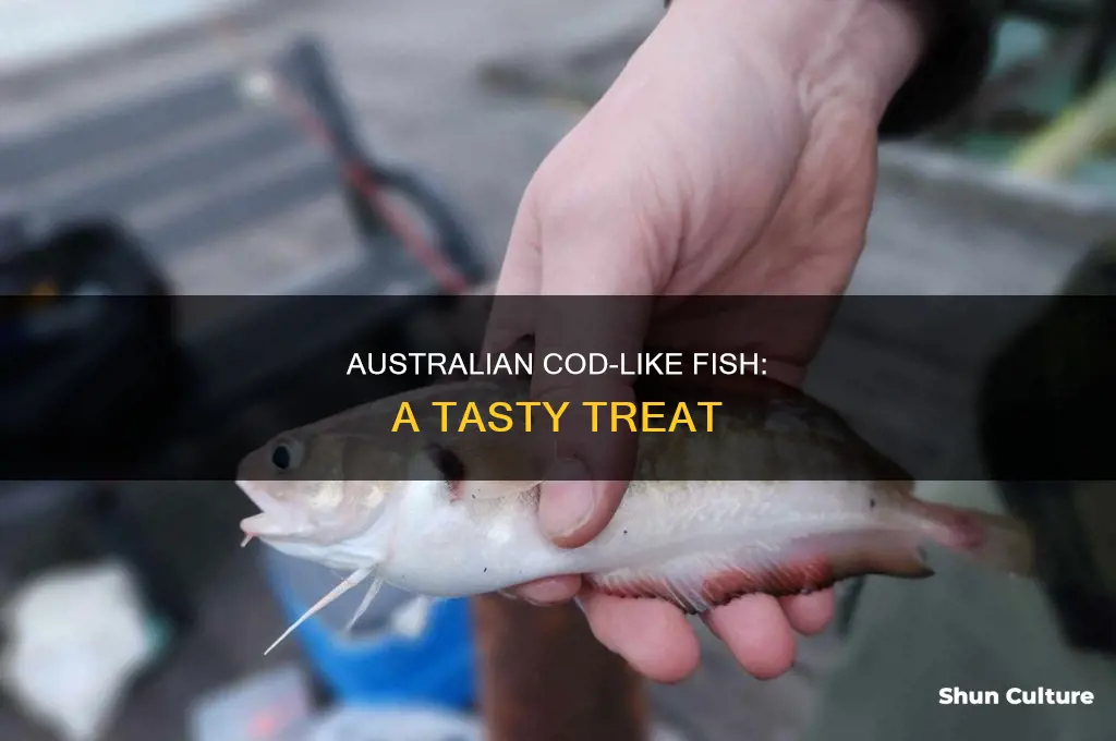 what australian fish is like cod