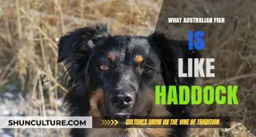 Finding the Aussie Haddock: Fishy Alternatives