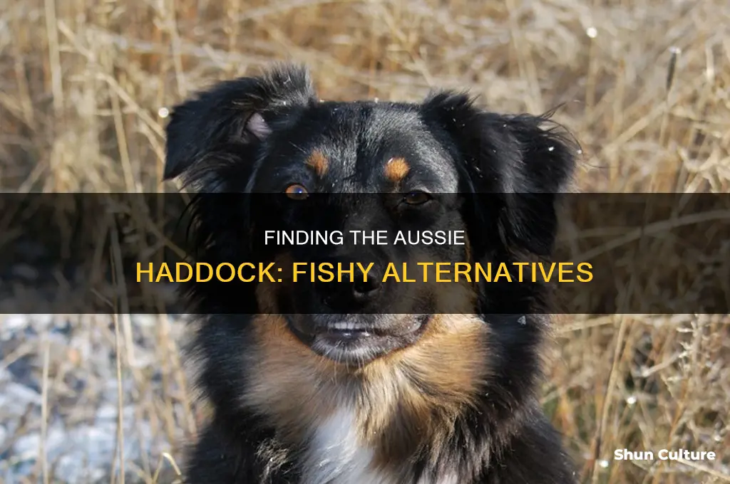 what australian fish is like haddock