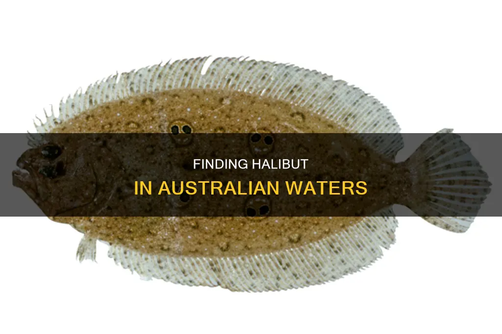 what australian fish is like halibut