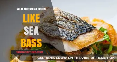 Finding Sea Bass in Australia: Native Fish Alternatives