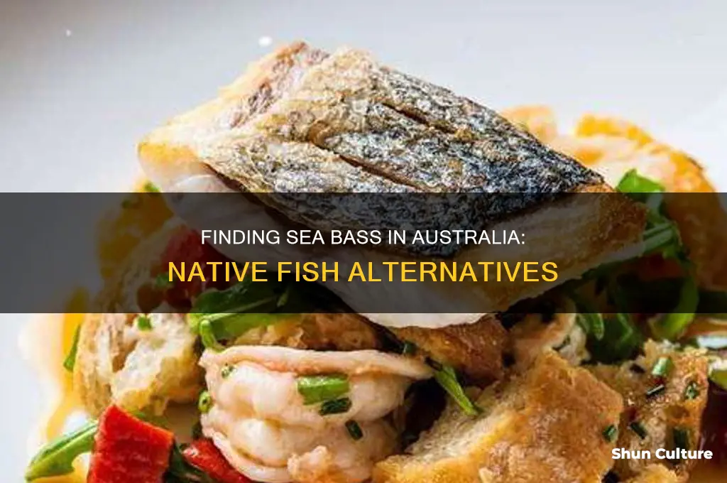 what australian fish is like sea bass