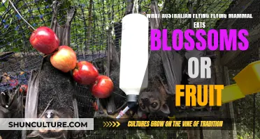 Australian Bats: Blossom and Fruit Diet Explored