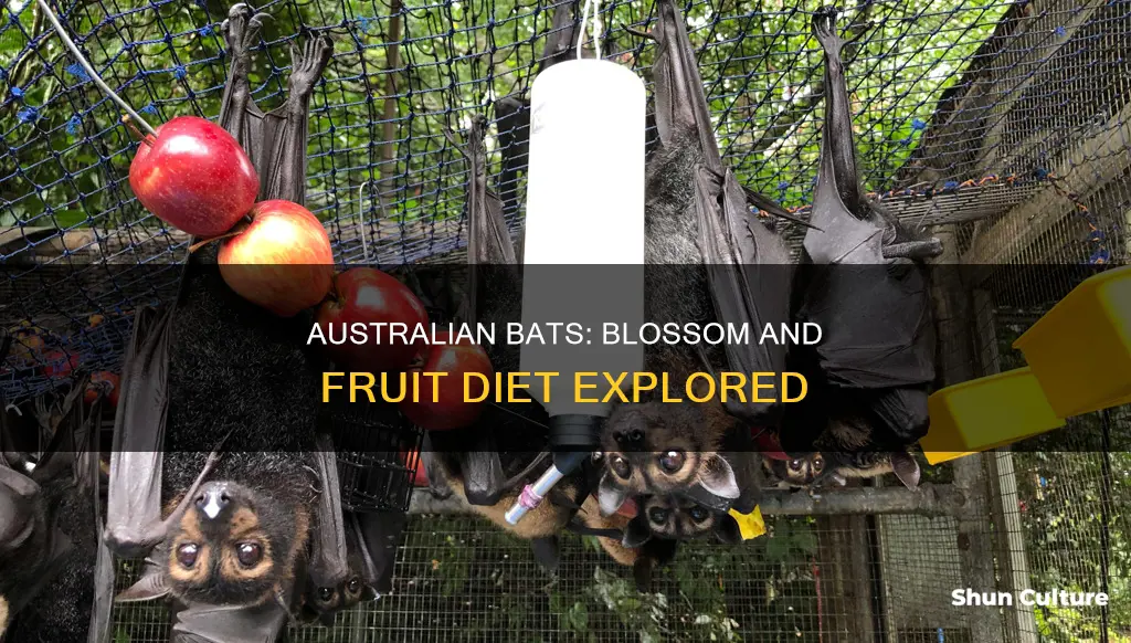 what australian flying flying mammal eats blossoms or fruit