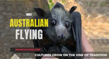 Exploring Australian Skies: A Guide to Flying Down Under