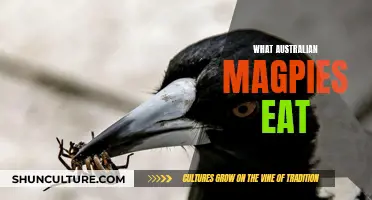 Australian Magpies' Diet: What They Eat and Why