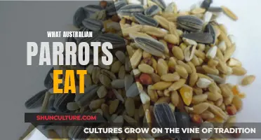 Australian Parrots' Diet: What Do They Eat?