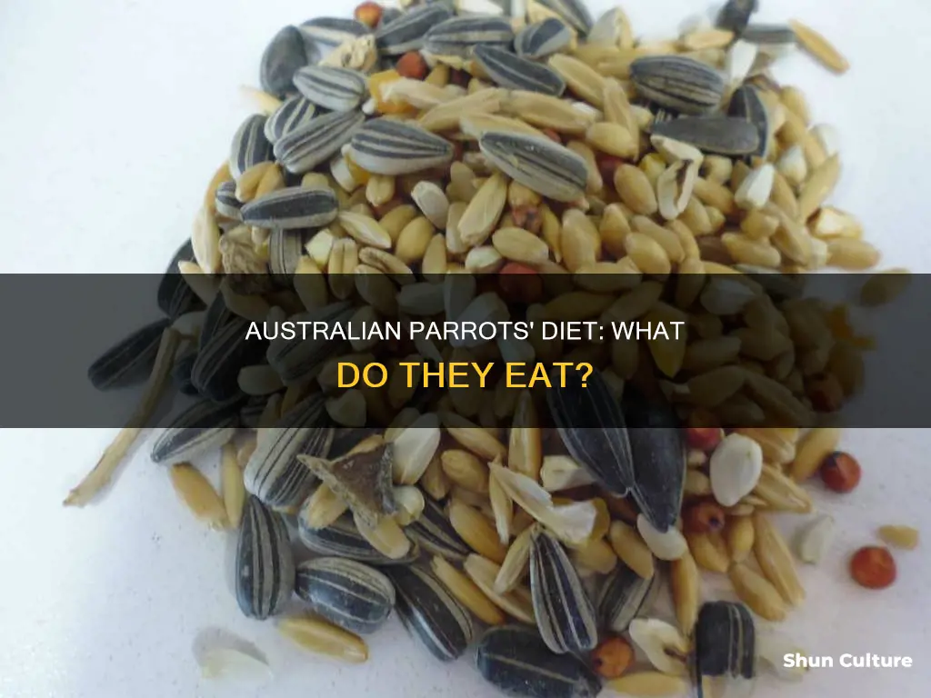 what australian parrots eat