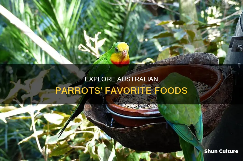 what australian parrots like to eat