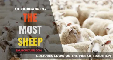 Sheep Herding: Which Australian State Leads?
