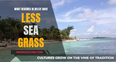 Belize's Seagrass-Free Beach Escapes