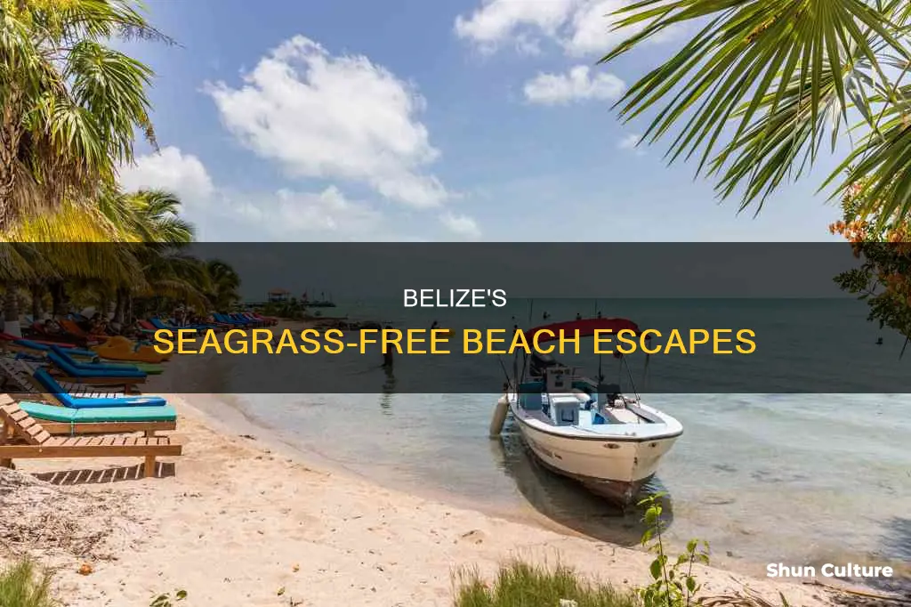 what beaches in belize have less sea grass