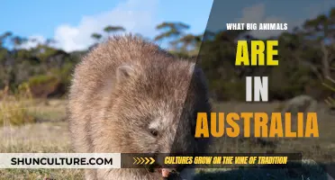 Australia's Big Beasts: A Wildlife Guide