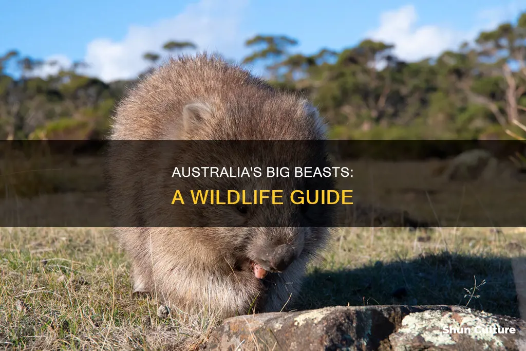 what big animals are in australia