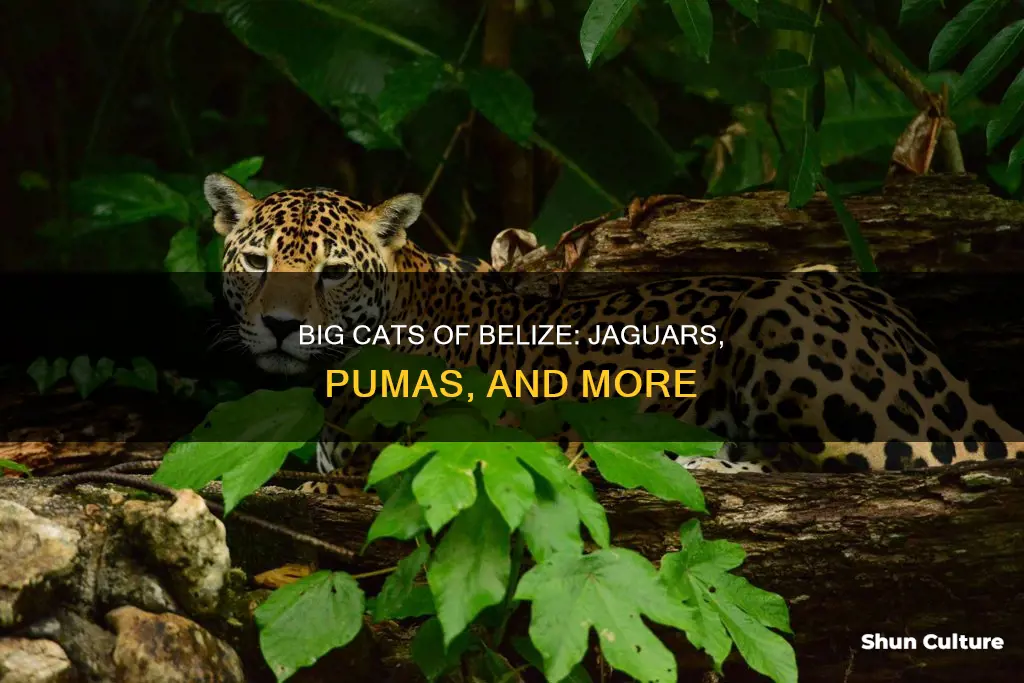 what big cats are in belize