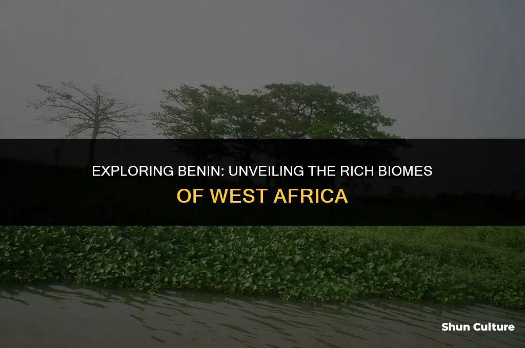 what biome is benin africa
