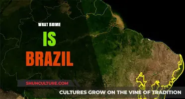 Exploring Brazil's Diverse Biomes: From Amazon Rainforest to Cerrado