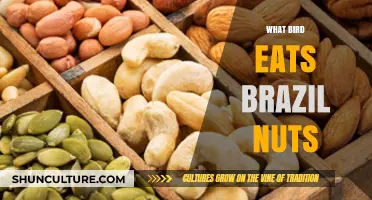 Discover the Birds That Feast on Brazil Nuts in the Wild