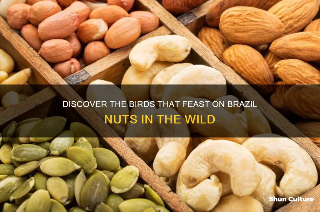what bird eats brazil nuts