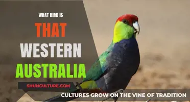 Bird-Spotting Guide: Western Australia Edition