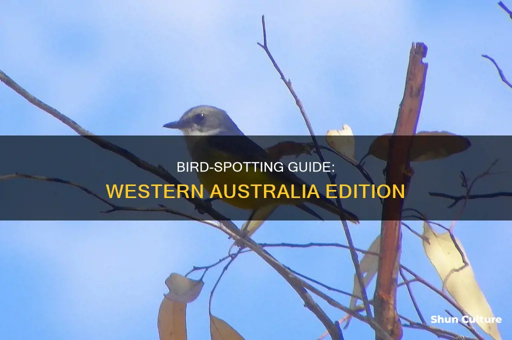 what bird is that western australia