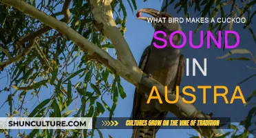 Cuckoo Sound Mystery: Australia's Bird Call Enigma