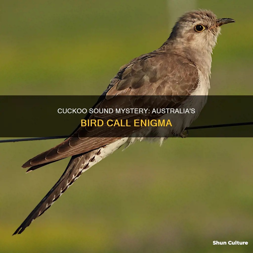 what bird makes a cuckoo sound in australia