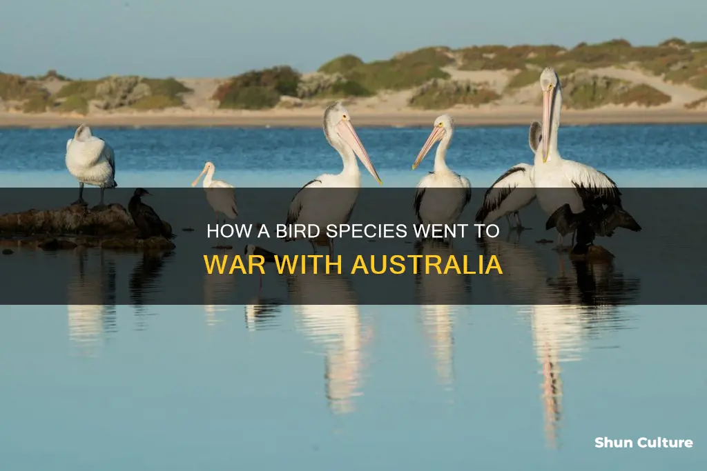 what bird won a war against australia