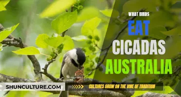 Birds' Cicada Feast: An Australian Perspective
