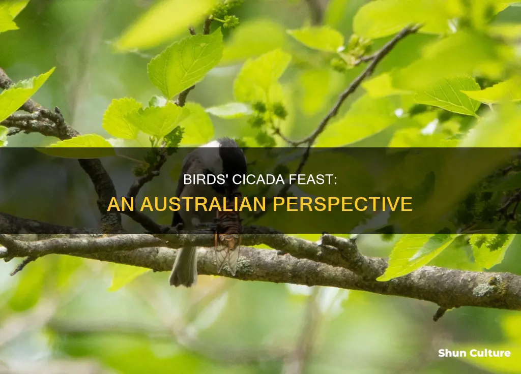what birds eat cicadas australia