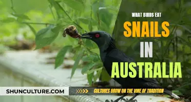 Birds' Diet: Snail-Eating Species in Australia