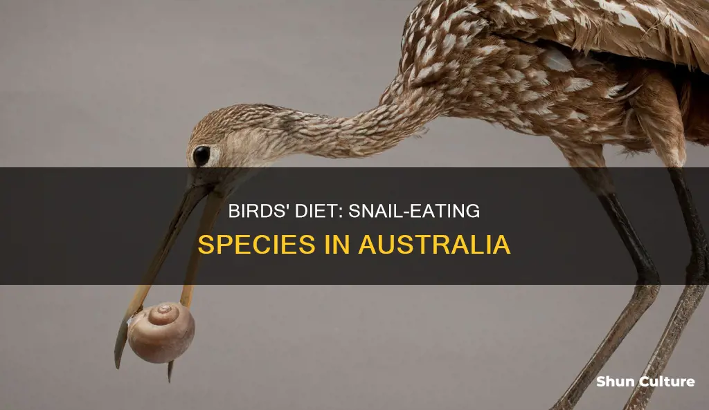 what birds eat snails in australia
