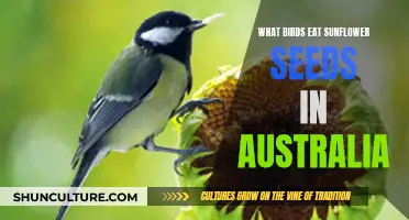 Sunflower Seeds: A Treat for Australian Birds