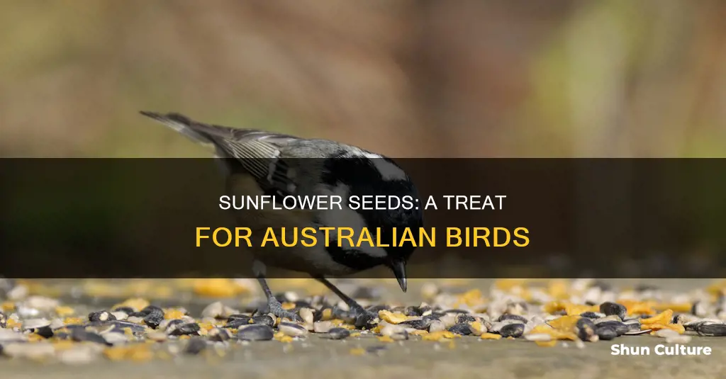 what birds eat sunflower seeds in australia