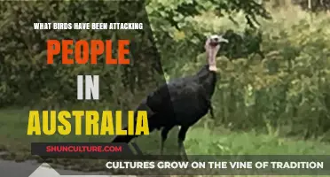 Australian Birds: Ferocious Feathered Attackers Identified